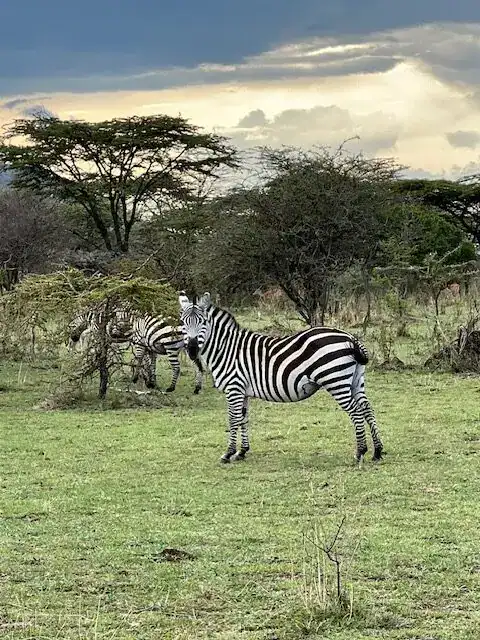 Wildlife and outdoor travel experience