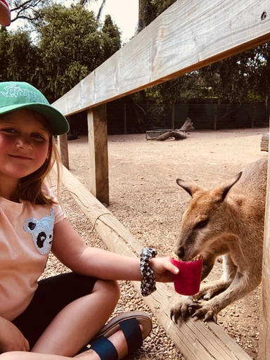 Kid traveler Harper hand-feeding a kangaroo at Featherdale Wildlife Park in Sydney, enjoying an up-close wildlife experience during a family adventure in Australia.