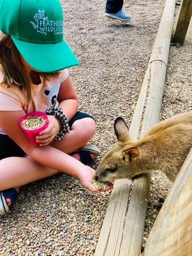 Kid traveler Harper hand-feeding a kangaroo at Featherdale Wildlife Park in Sydney, enjoying an up-close wildlife experience during a family adventure in Australia.