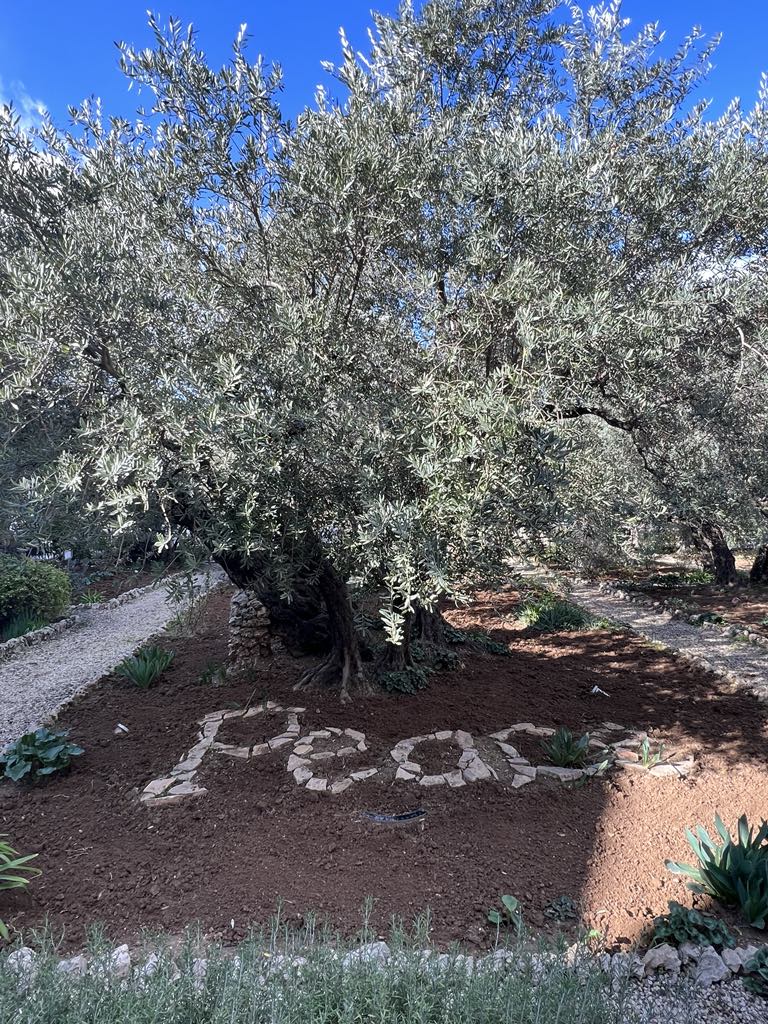 Peace Tree in Jerusalem