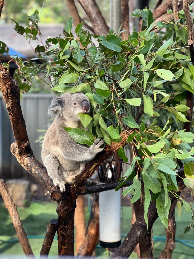 Koala in tree