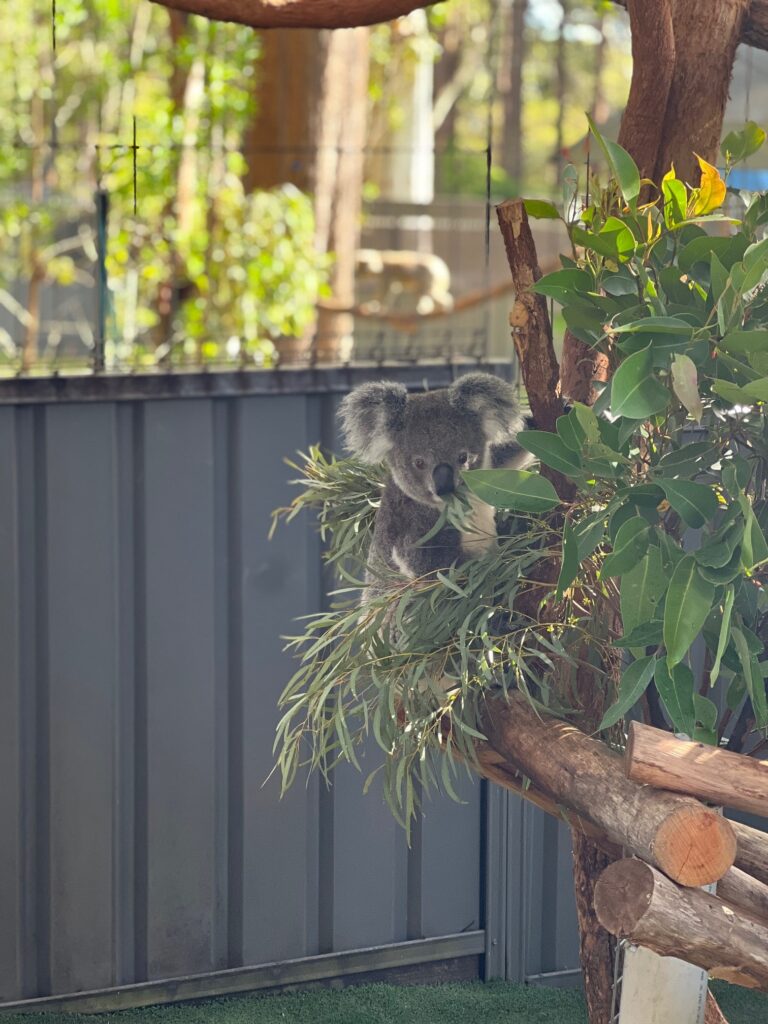 Koala Hospital Trish
