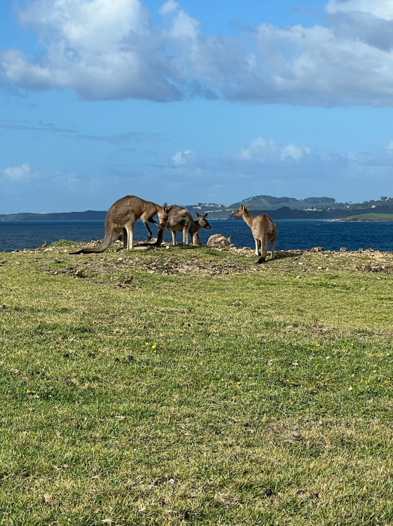 Kangaroos in the wild