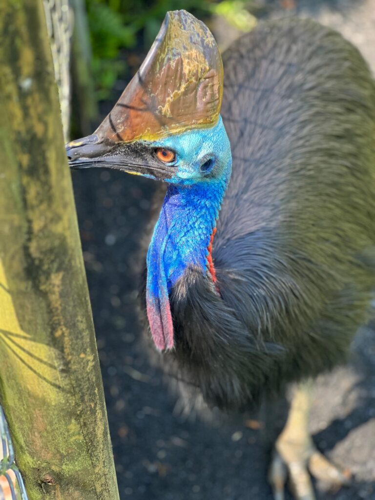 cassowary