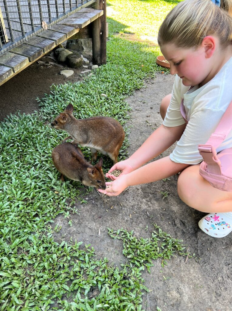 Girl feeding animals